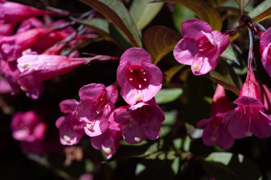 Вейгела Цветущая Александра