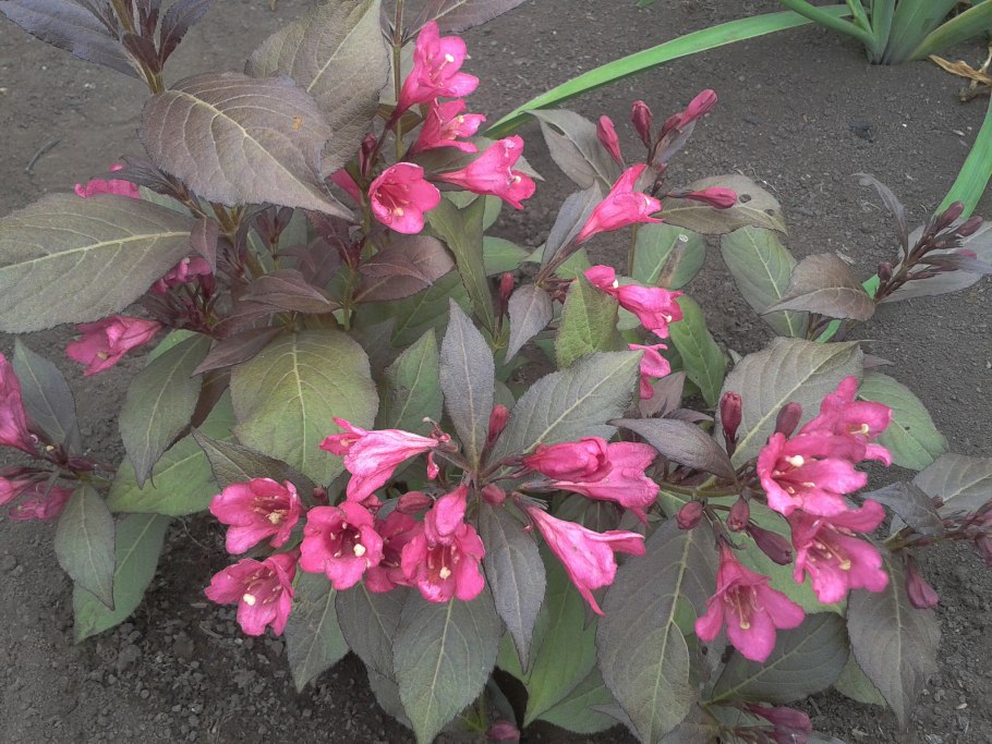 Куст с красными цветами фото и названия