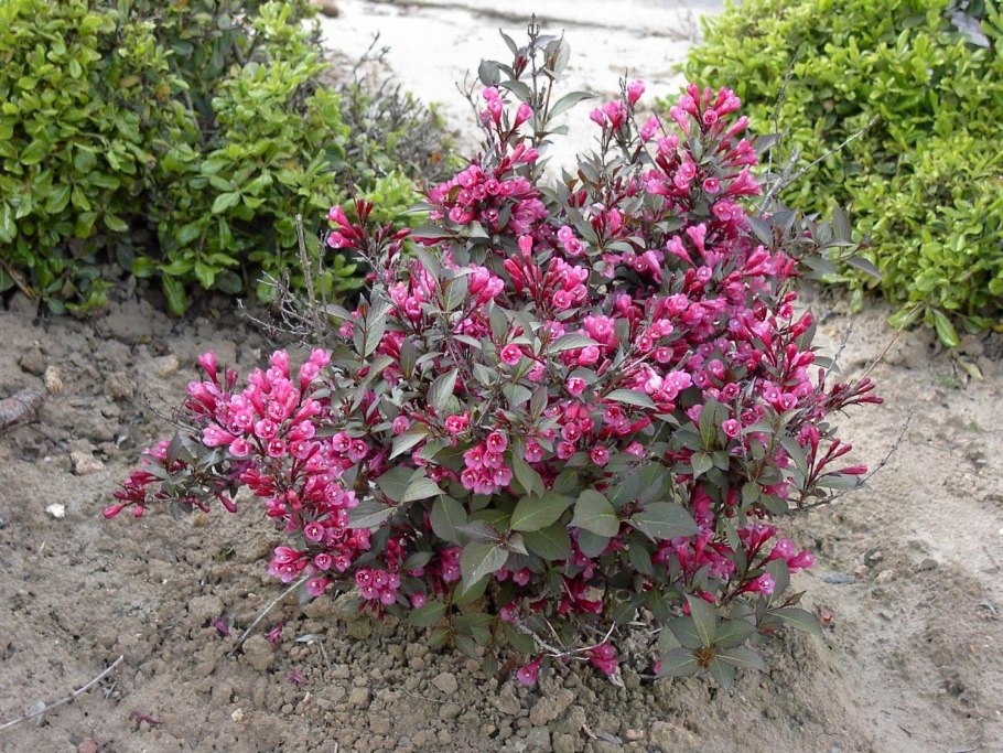 Вейгела Цветущая 'purpurea'