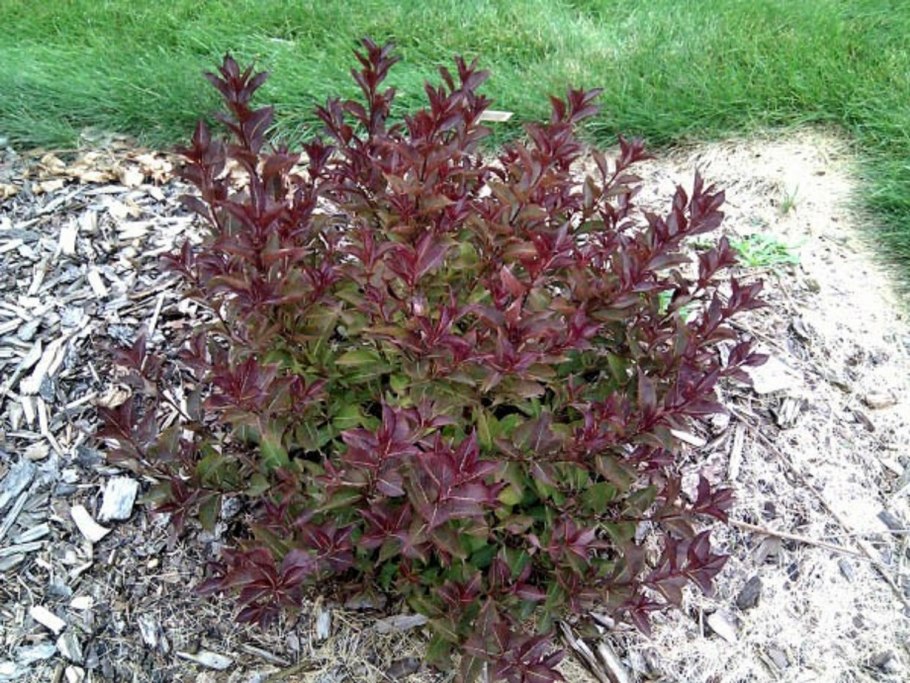 Вейгела минор Блэк