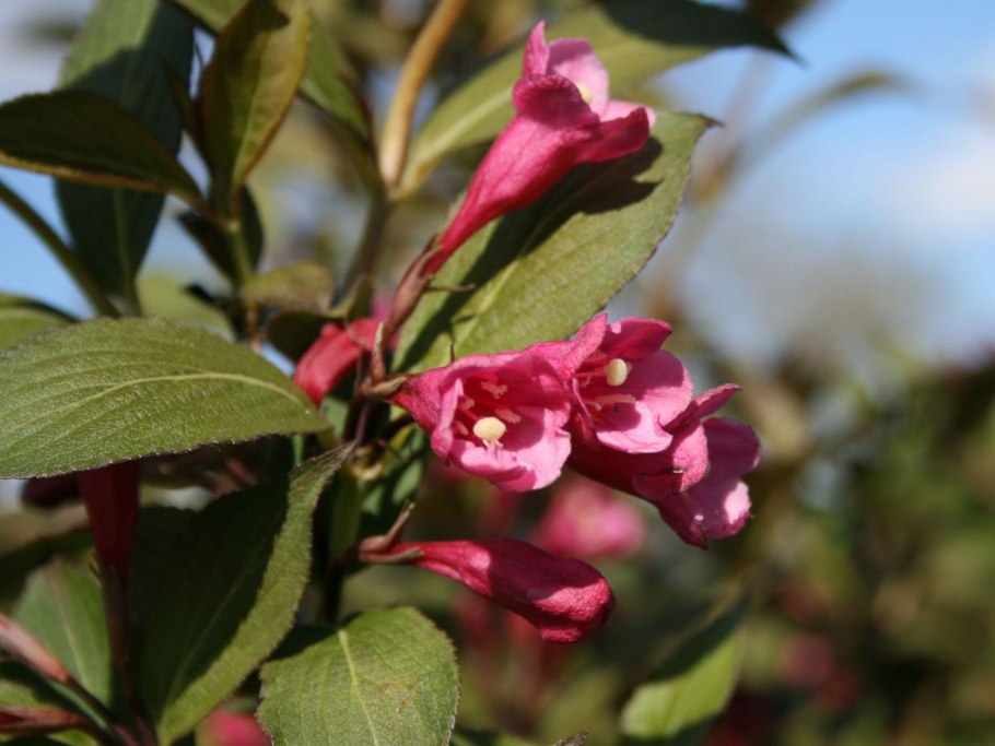 Вейгела Цветущая (Weigela Florida Nana purpurea)