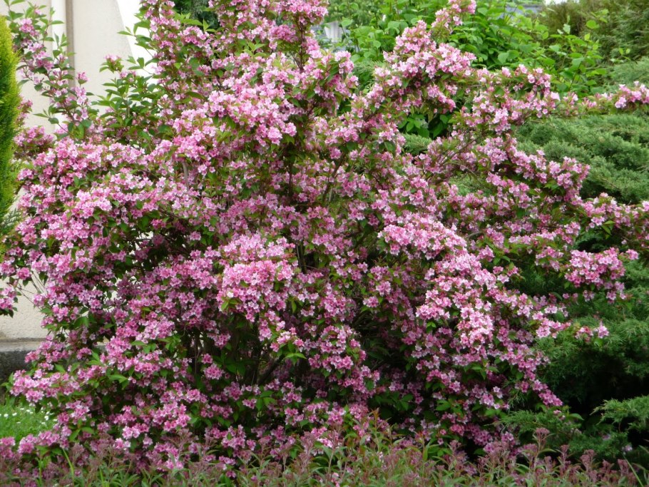 Вейгела Нана Пурпуреа