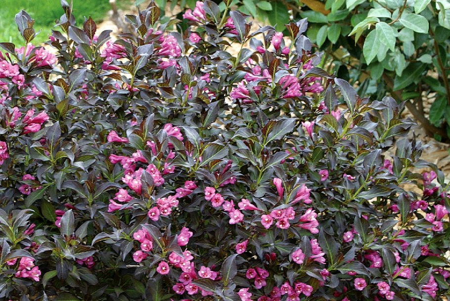 Вейгела Бристоль Руби куст