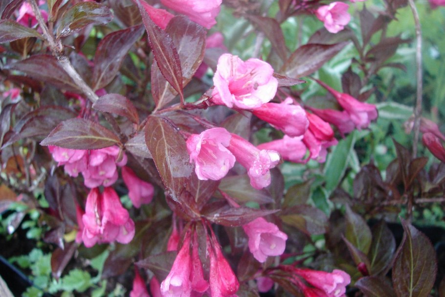 Вейгела Атропурпуреа Нана