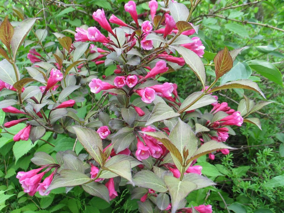 Вейгела Нана Пурпуреа