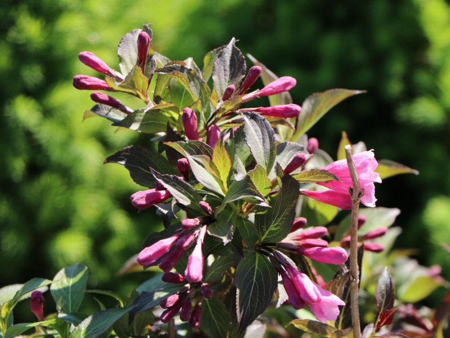 Вейгела Nana purpurea