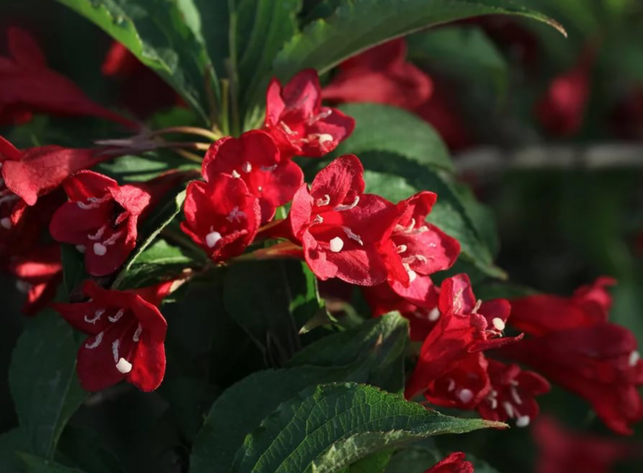 Вейгела Цветущая Виктория