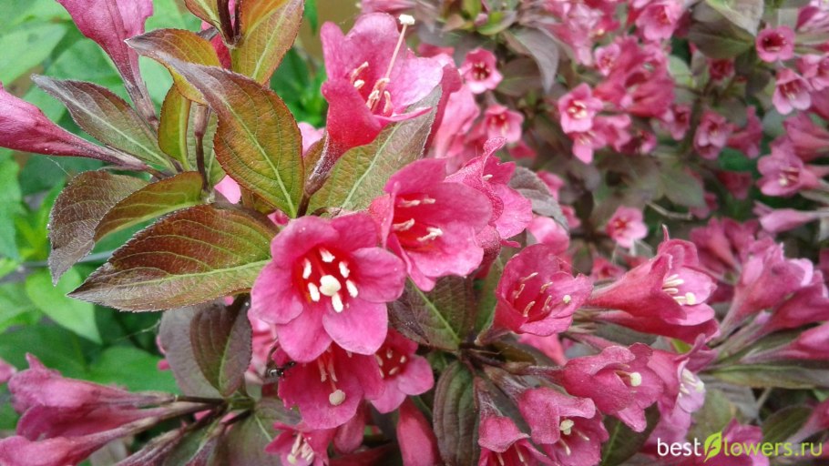 Вейгела Цветущая Нана пурпурная