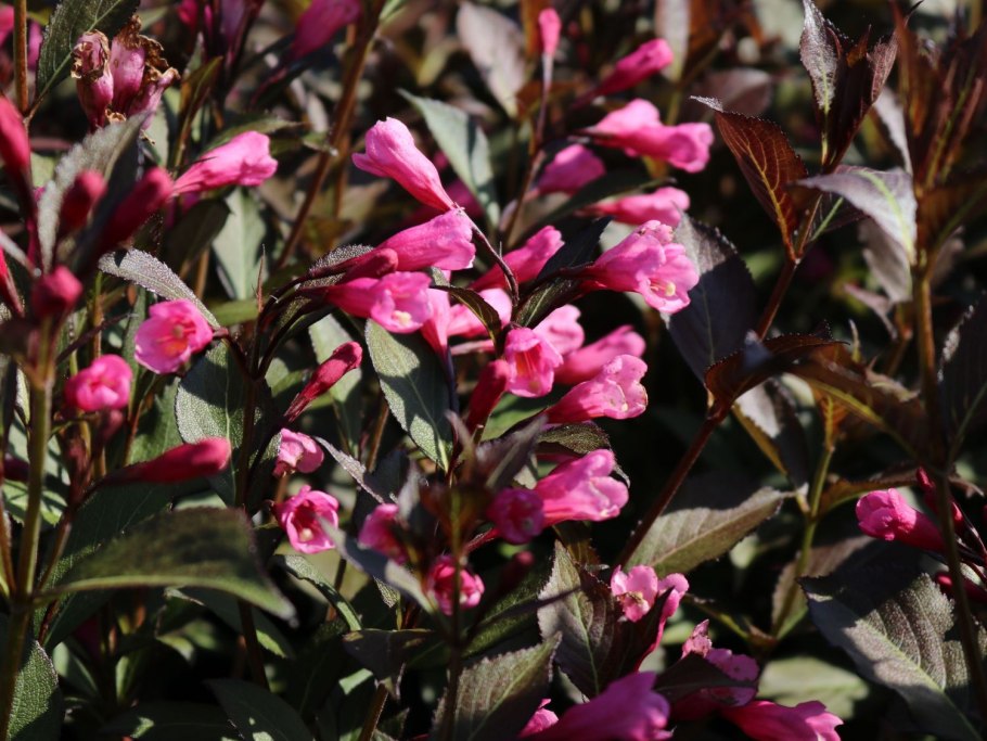 Декоративные кустарники вейгела Виктория