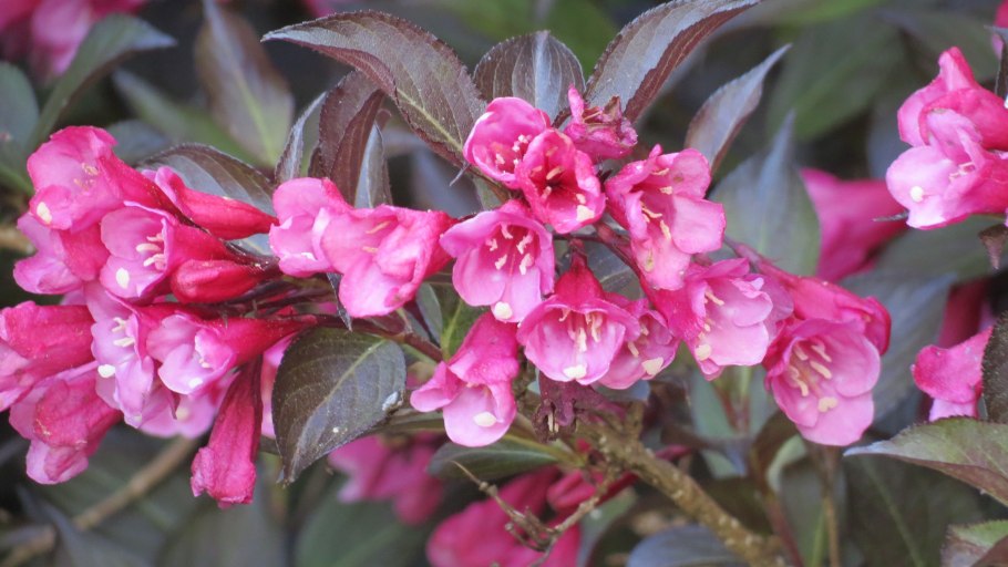 Вейгела куст