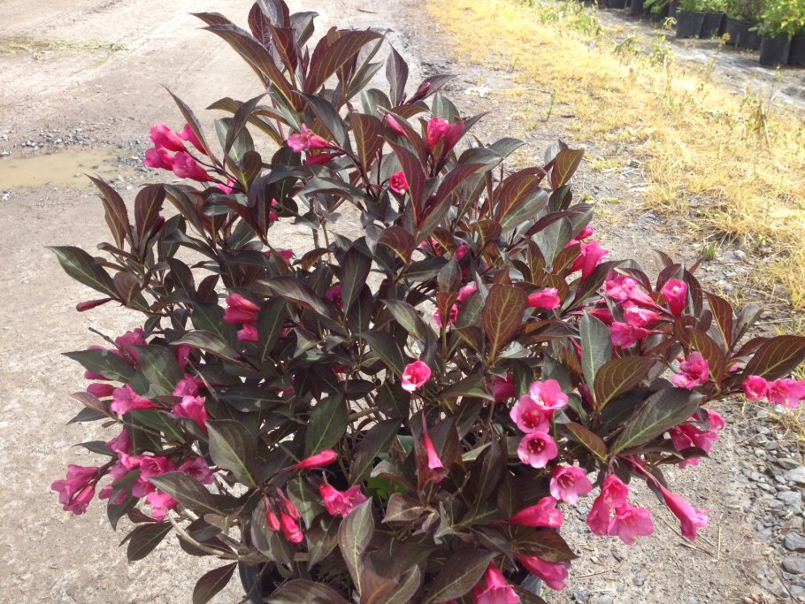 Вейгела Цветущая Tango