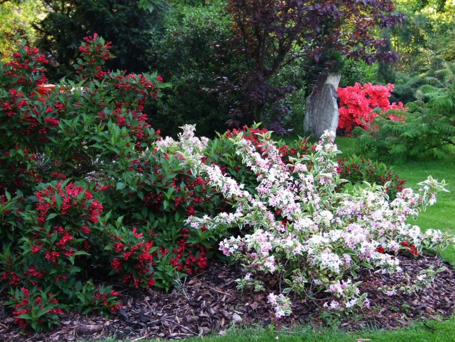 Вейгела Цветущая foliis purpureis