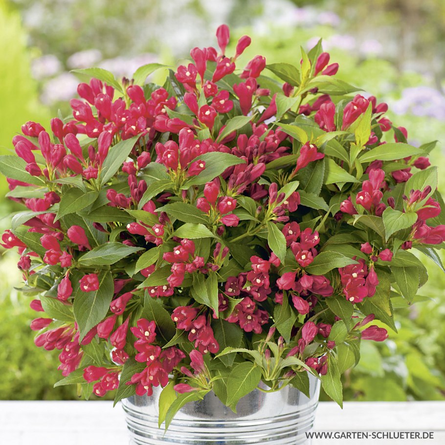 Вейгела Nana purpurea