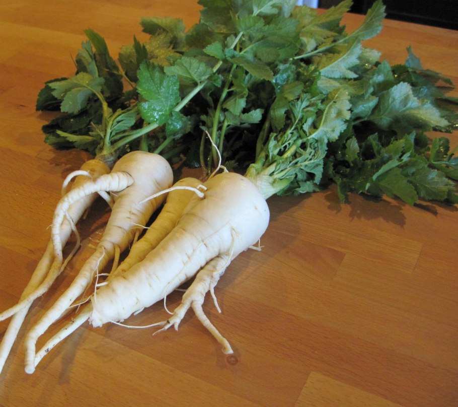 Пастернак корнеплод