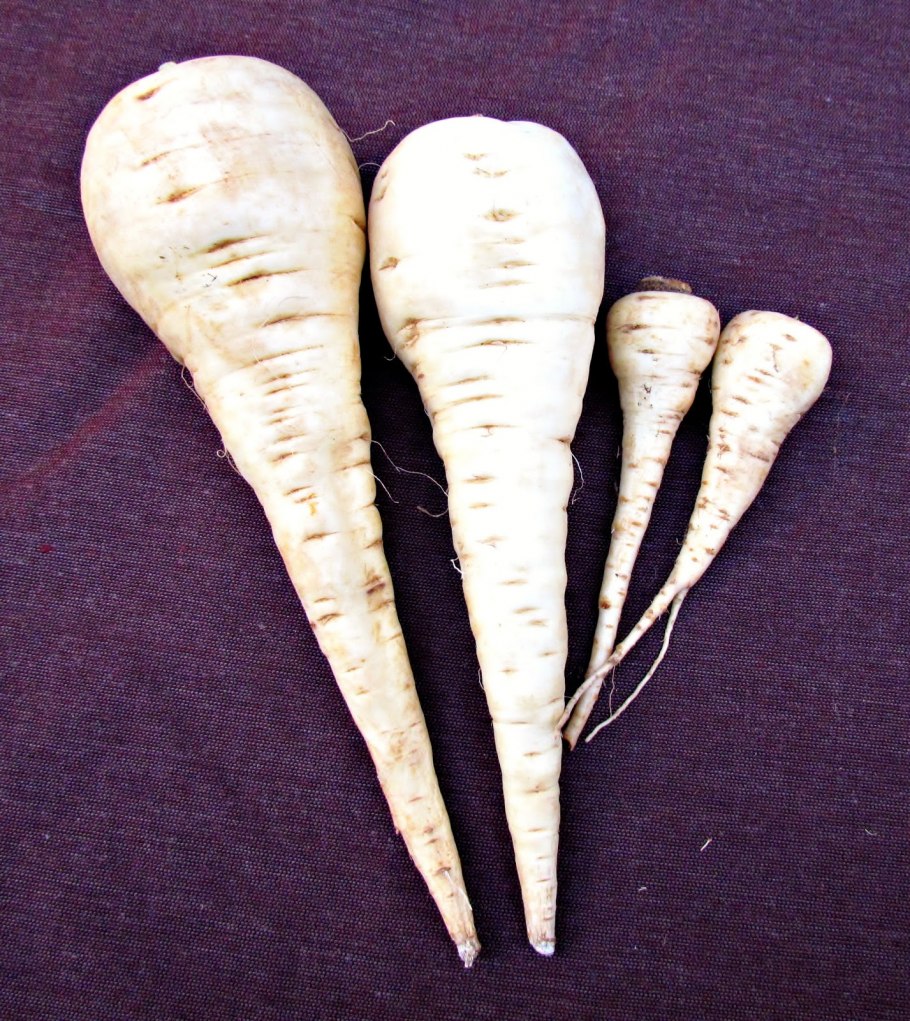 Белый корень Пастернак