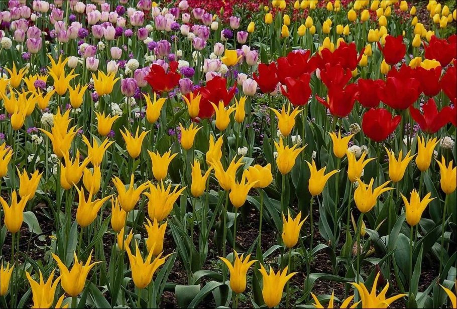 Цветок добрых дел для дошкольников