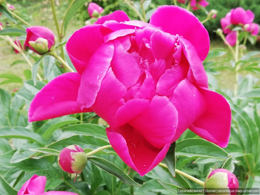 Пожелания хорошего дня и здоровья