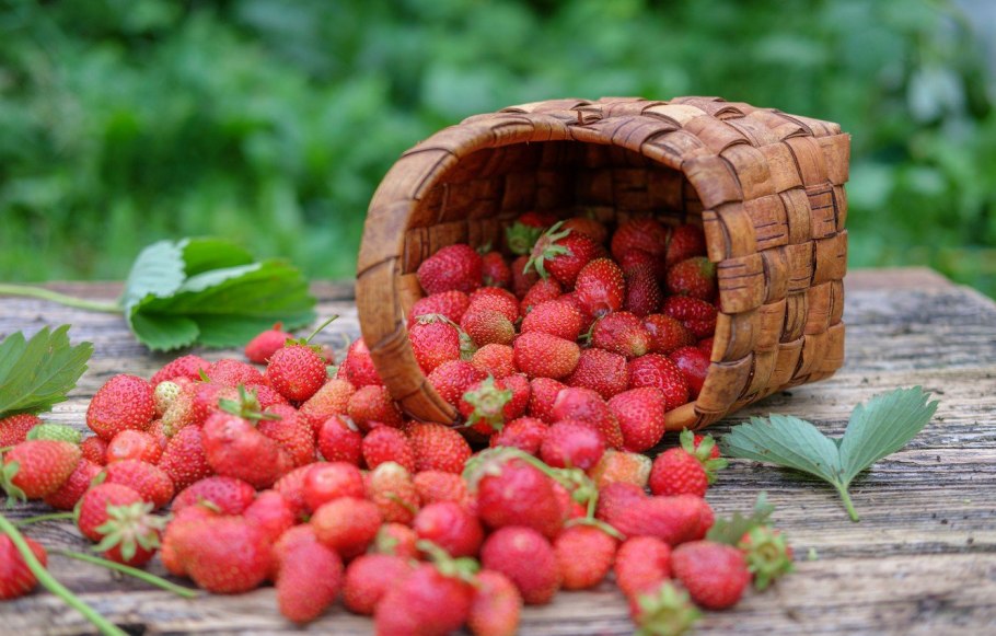 Ягоды летом
