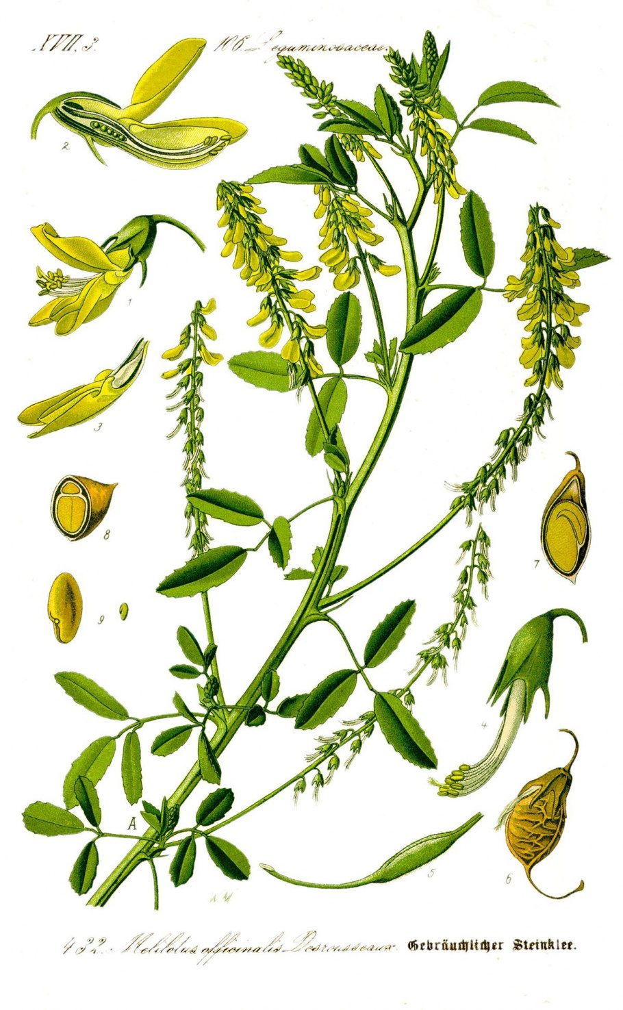 Донник лекарственный (Melilotus officinalis)