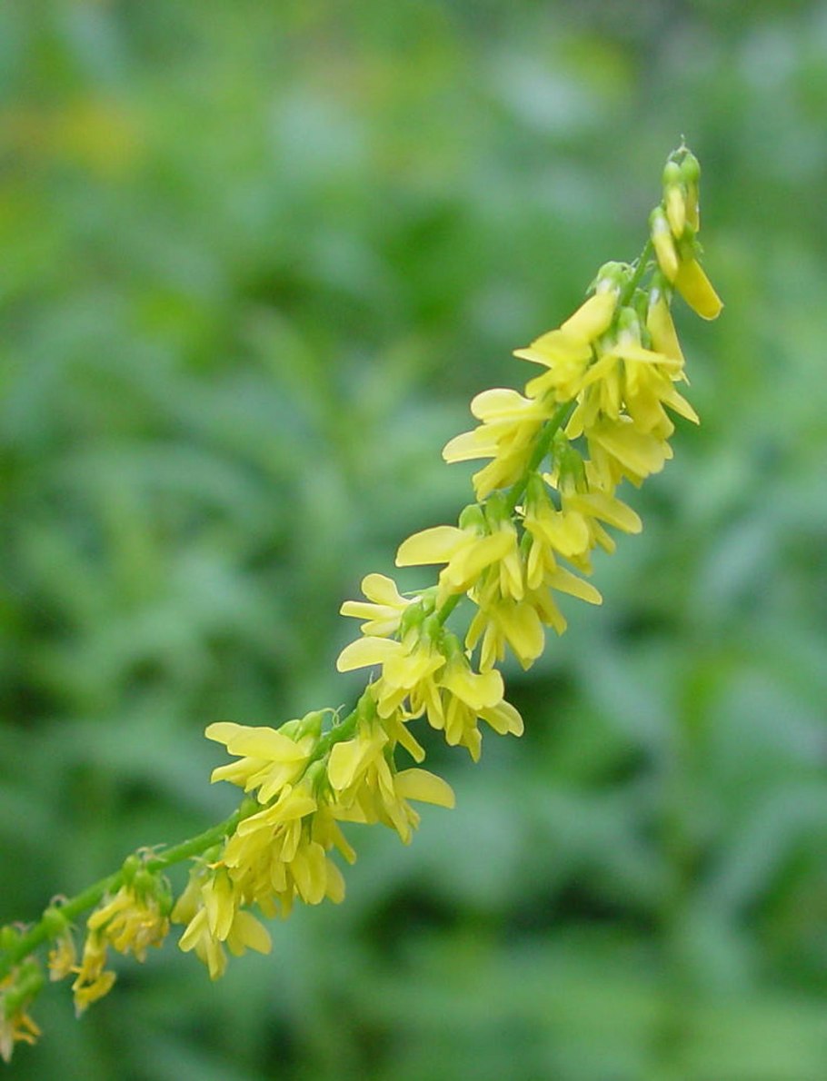 Донник желтый (Melilotus officinalis)