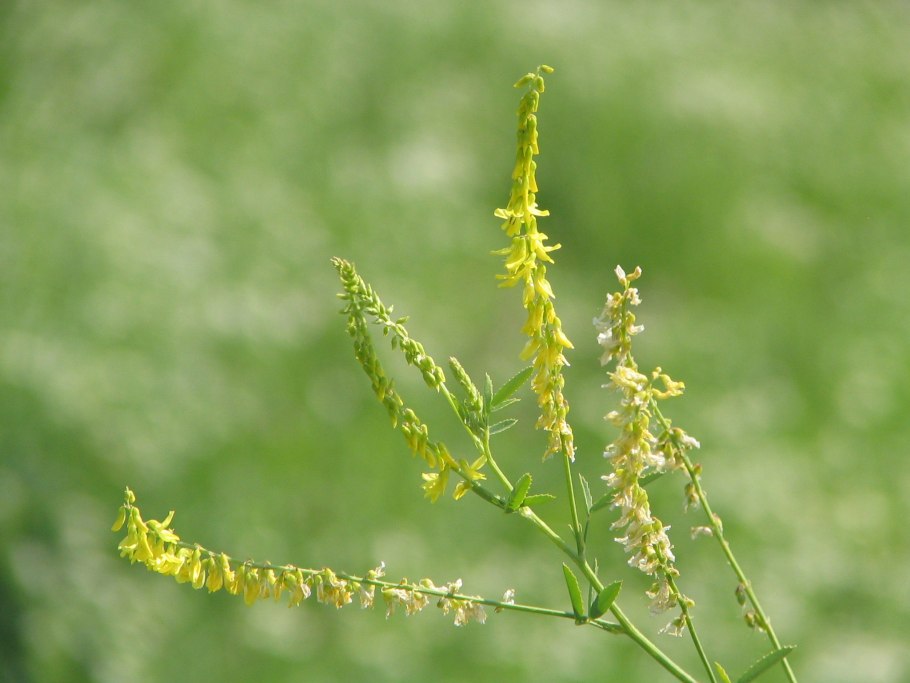 Донник желтый (Melilotus officinalis)
