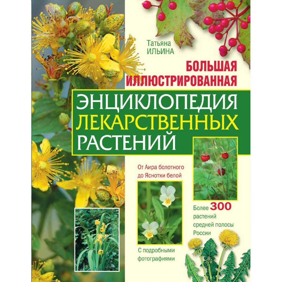 Лекарственные растение ветка