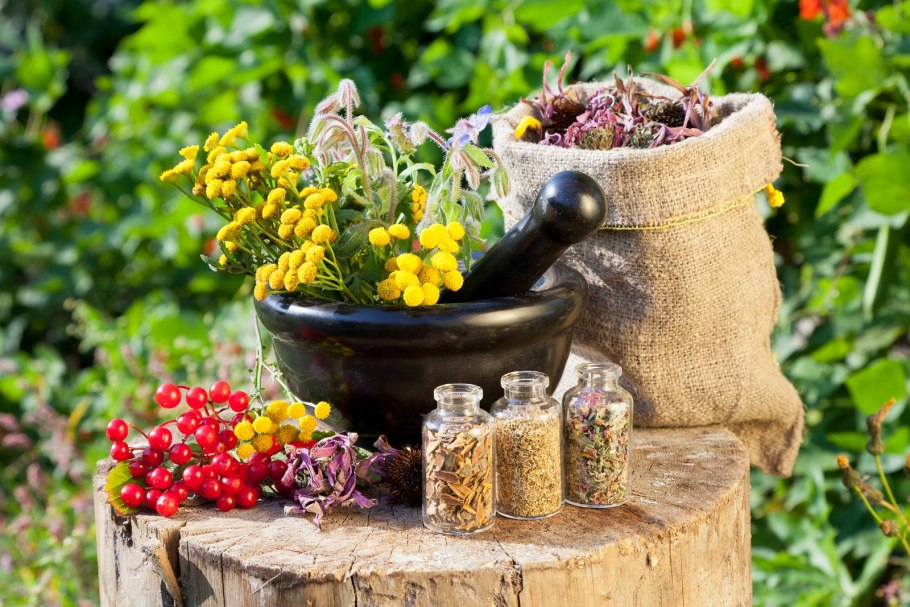 Шалфей лекарственный (Salvia)