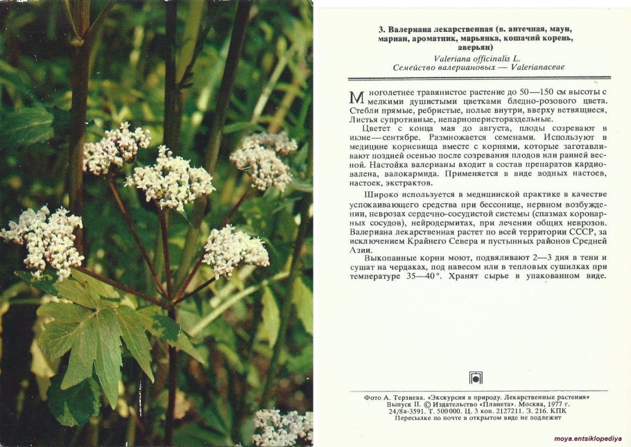 Книги о растениях