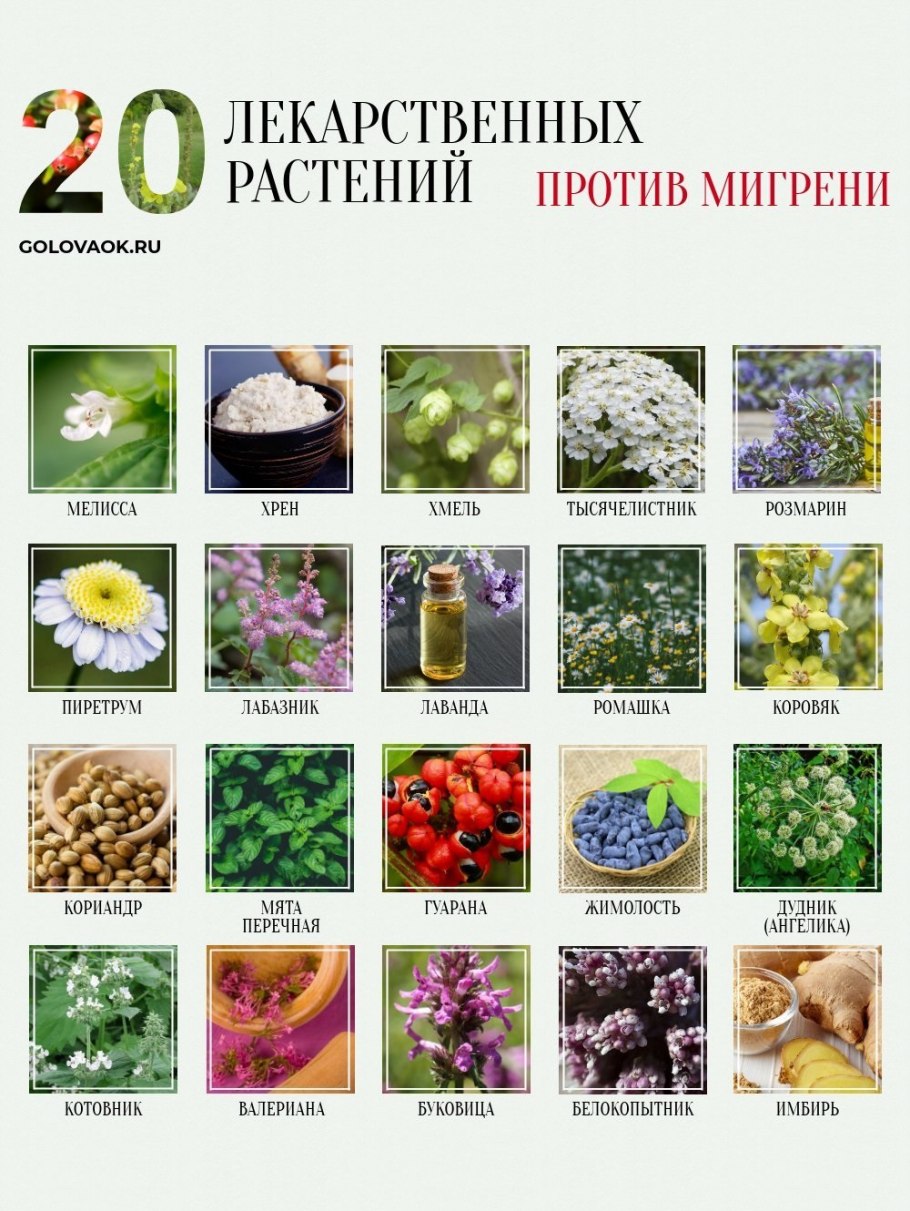 Список лекарственных трав