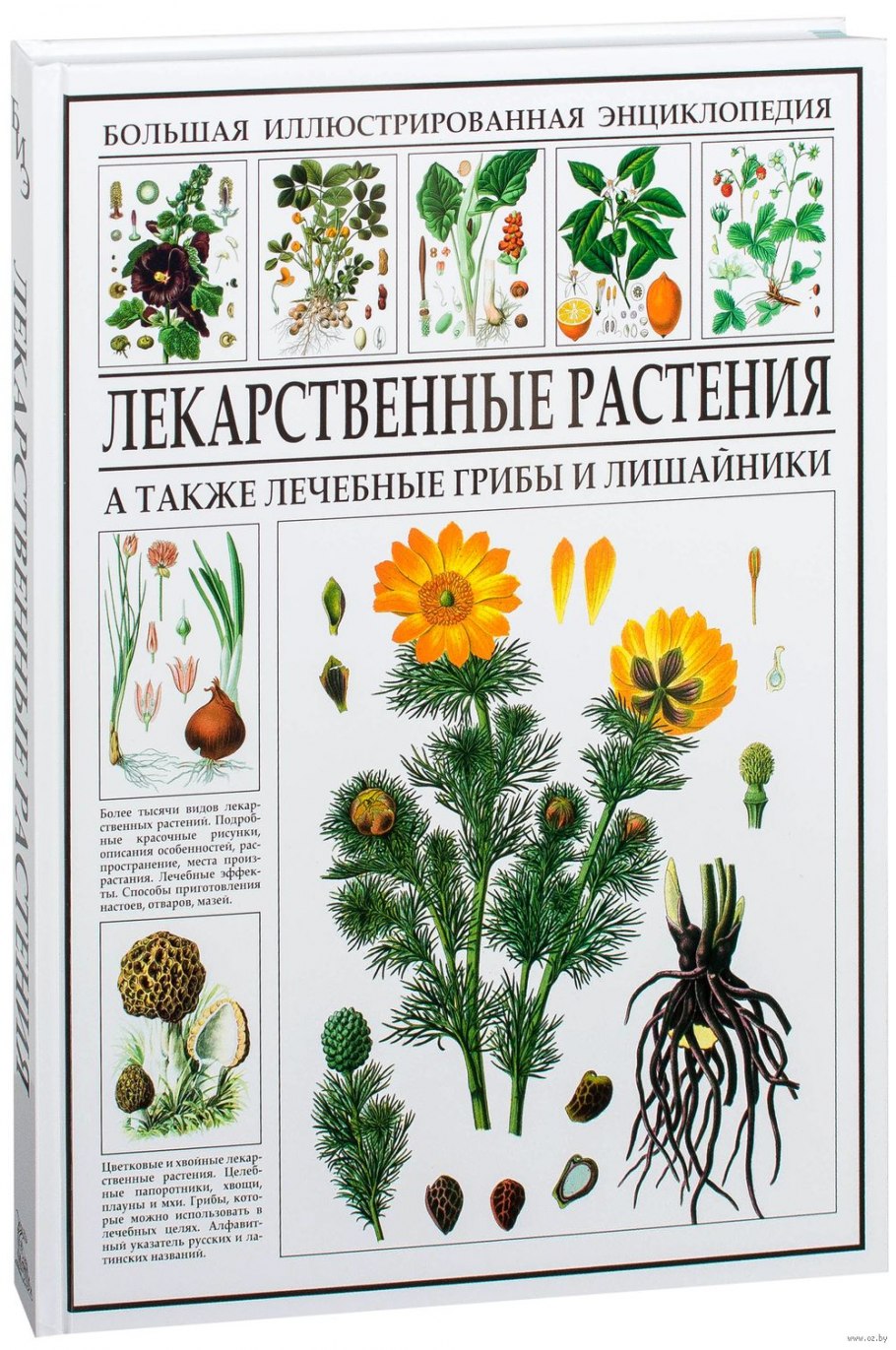 Лечебные травы