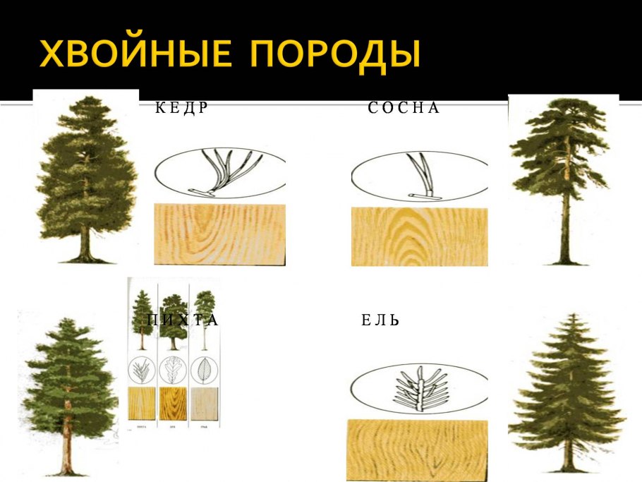 Хвойное дерево агатис хвоя