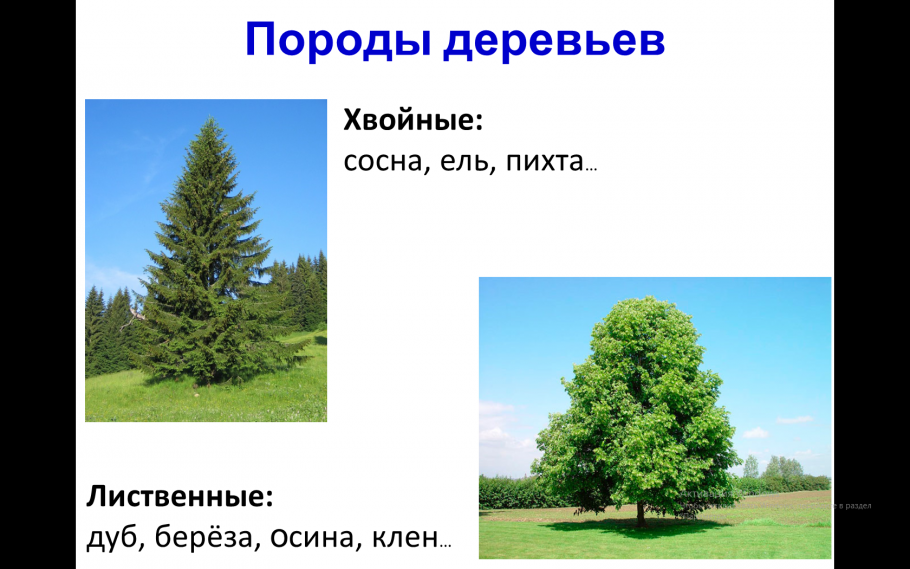 Лиственных пород дуб