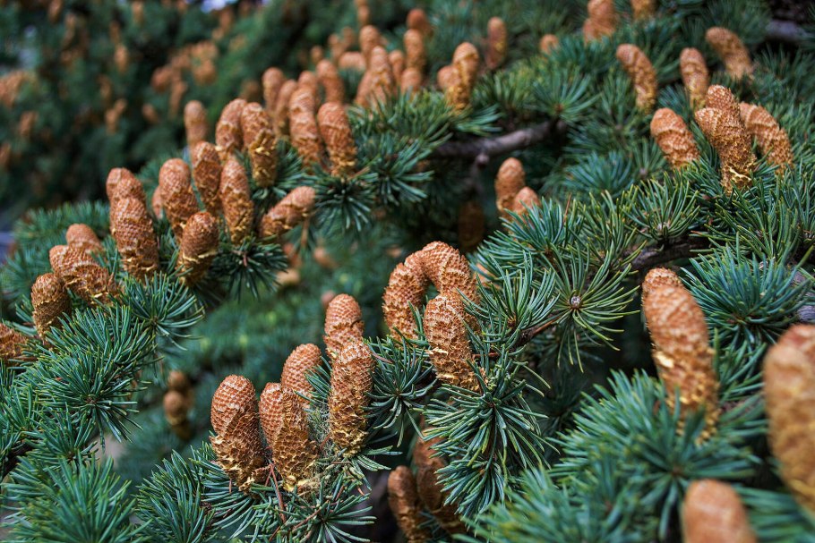 Лиственница Сибирская Larix sibirica