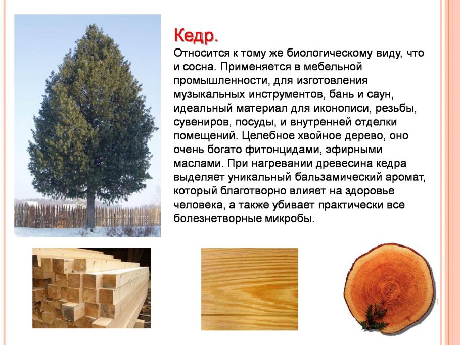 Хвойные породы деревьев срез