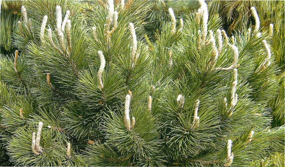 Лиственница Сибирская Larix sibirica