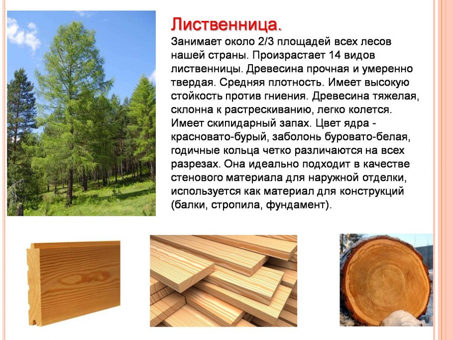 Весе деревья с шишками