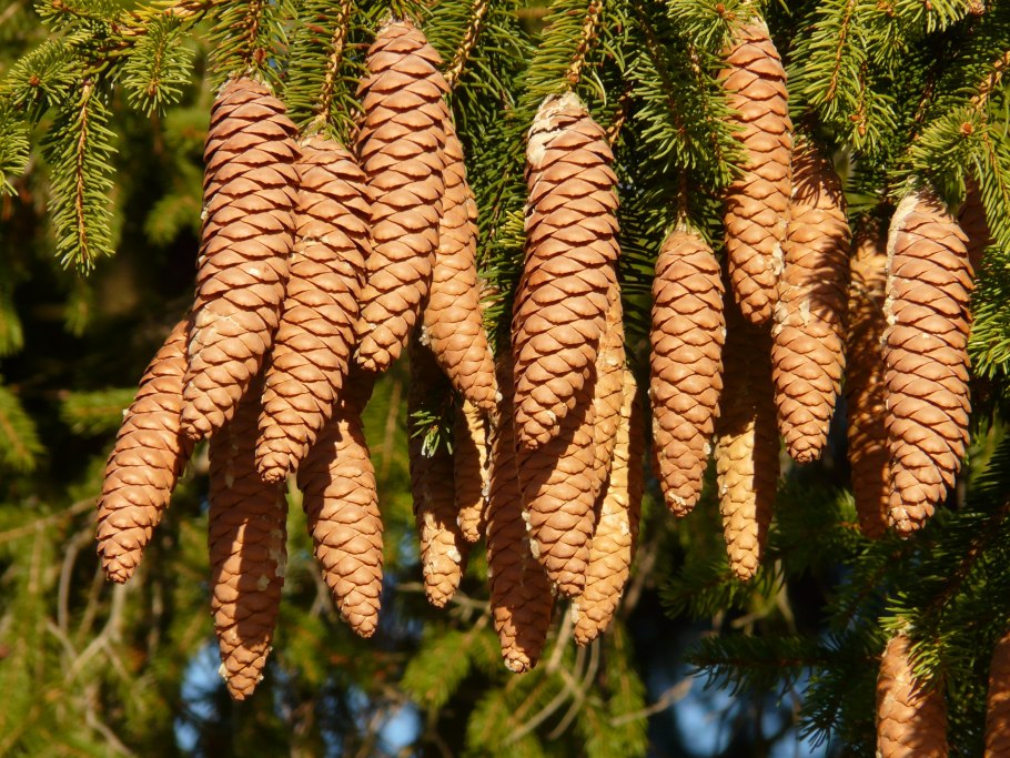 Picea Abies Petra