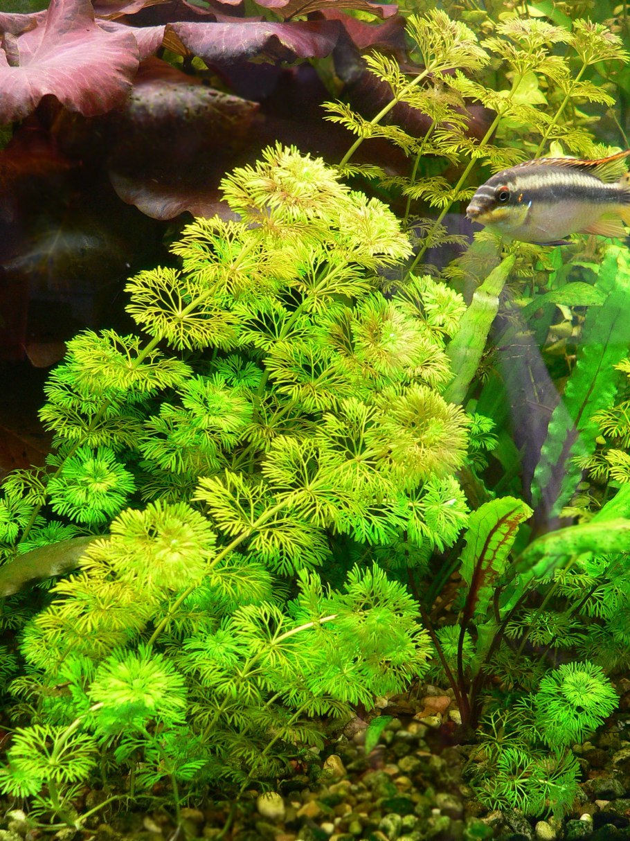 Лимнофила сидячецветковая (Limnophila sessiliflora)