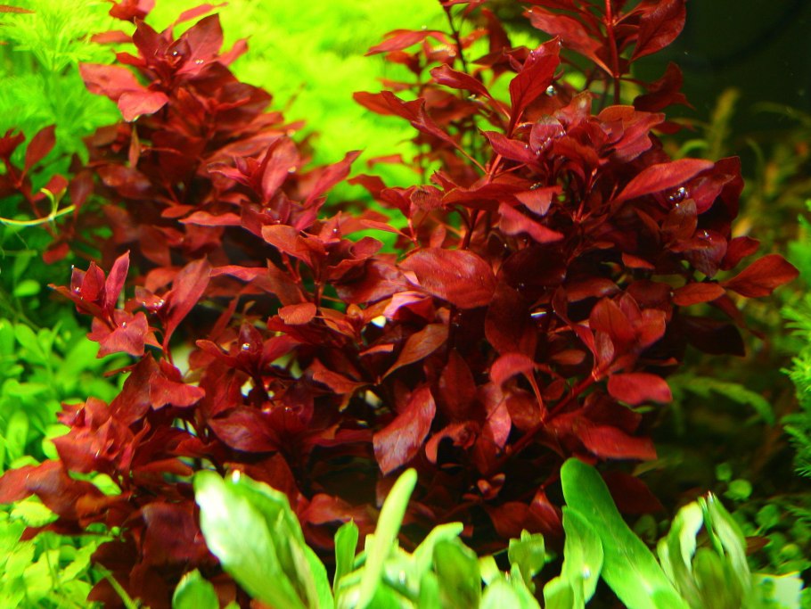 Лимнофила ругоза (Limnophila rugosa)