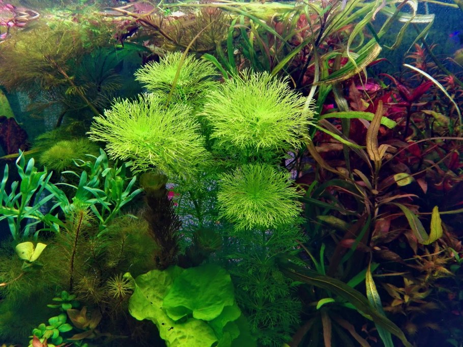 Лимнофила Ароматика (Limnophila aromatica)