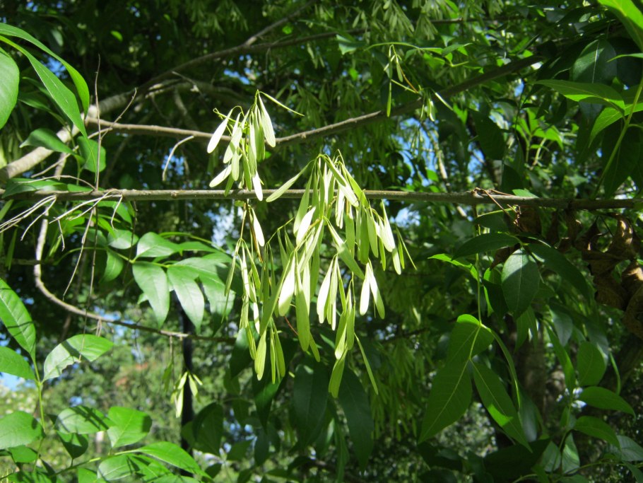 Ясень зеленый Fraxinus lanceolata