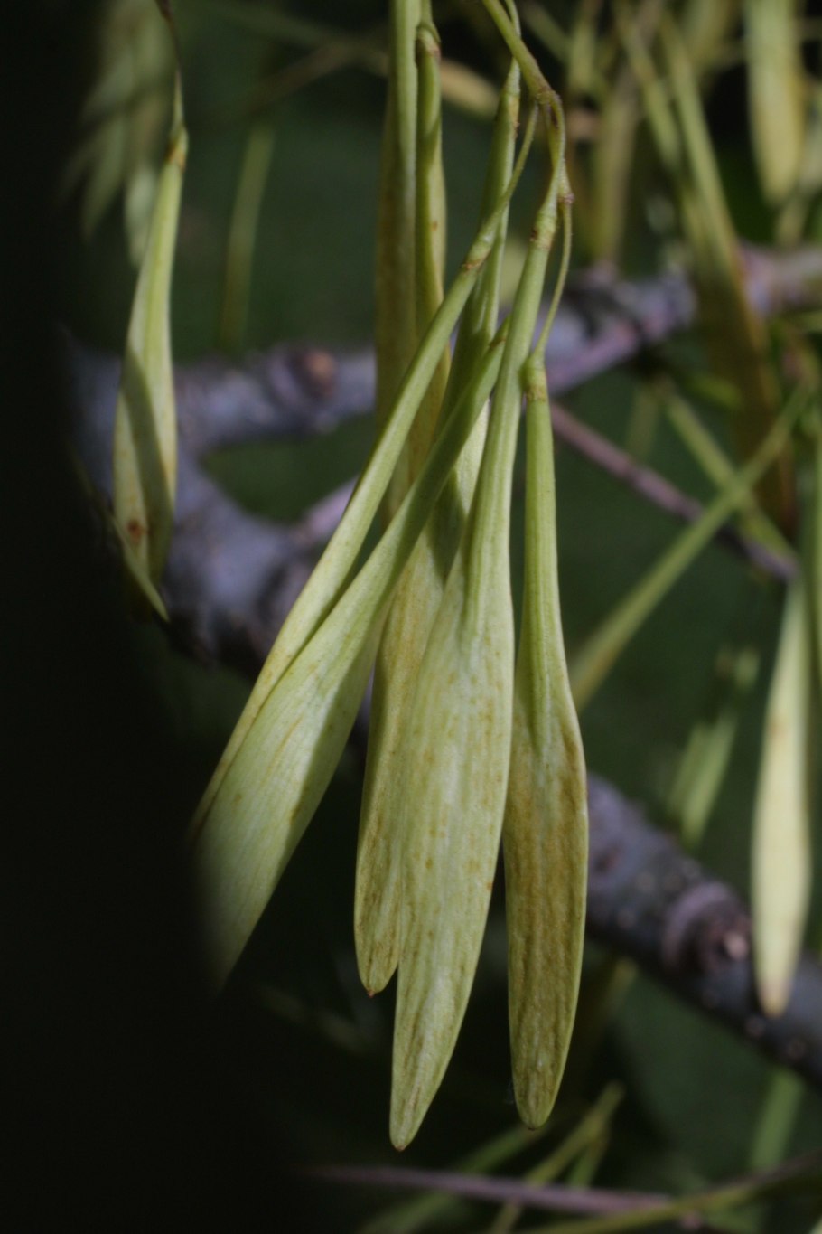 Fraxinus rhynchophylla
