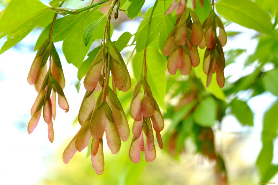 Клен ясенелистный кустарник