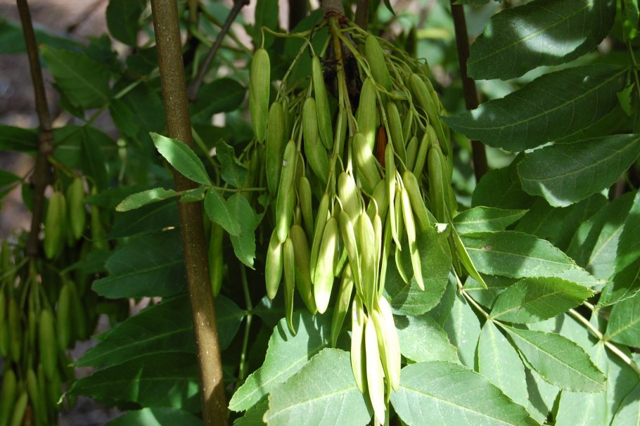 Ясень обыкновенный Fraxinus Excelsior