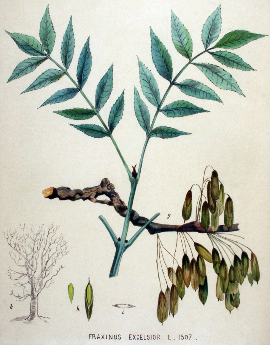 Fraxinus Excelsior лист