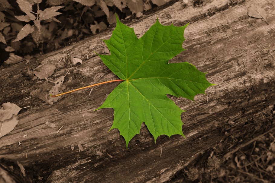 Клён американский ясенелистный цветы