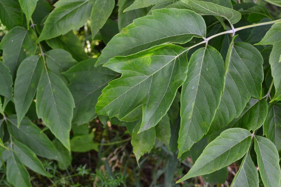 Клен ясенелистный (Ácer negúndo)