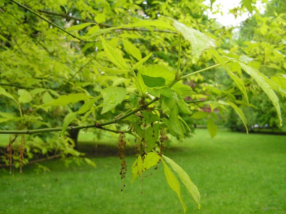 Клен ясенелистный красный
