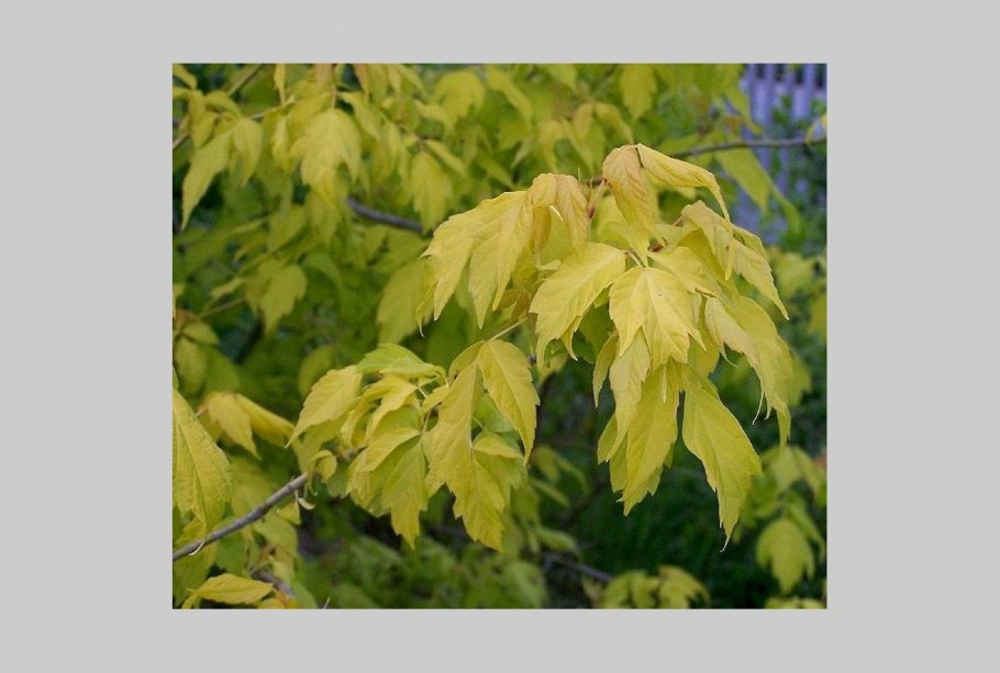 Клен американский ясенелистный