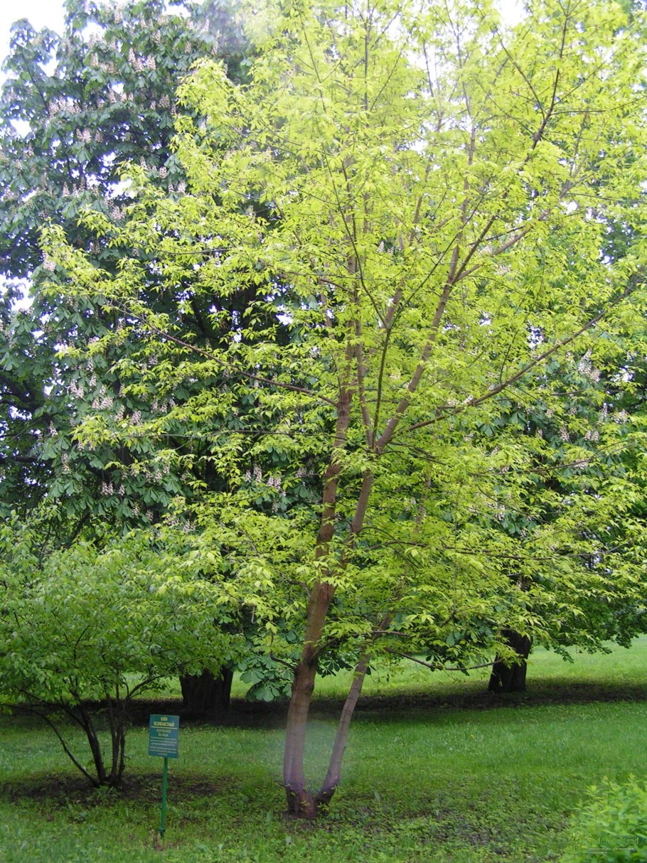 Клен ясенелистный дерево